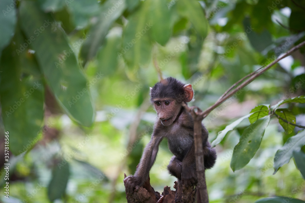 Olive baboon baby Papio anubis Anubis baboon Cercopithecidae Old world monkey Olive baboon baby Papio anubis Anubis baboon Cercopithecidae Old world monkey