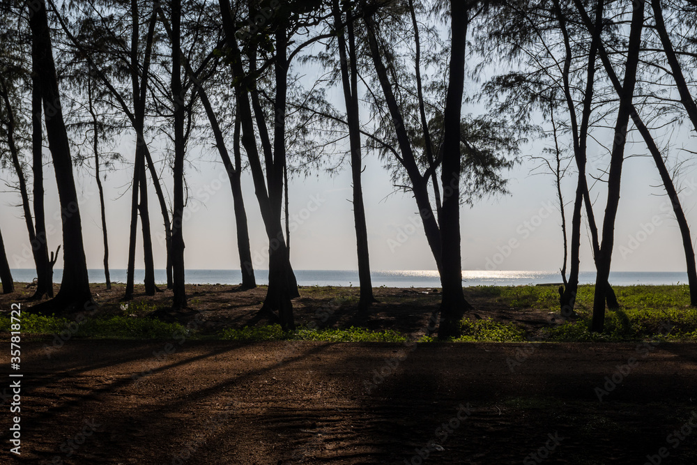Seaside pine trees and light and shadow Seaside pine trees and light and shadow