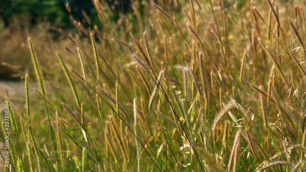 Beautiful barley and oat field with cereal plant growing and the wind blows them Beautiful barley and oat field with cereal plant growing and the wind blows them