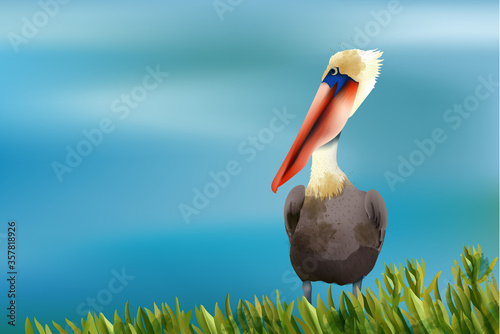 Colorful pelican sitting in grass on ocean background