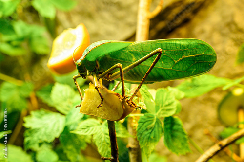 Closeup of a large bright green giant Katydid eating. photo