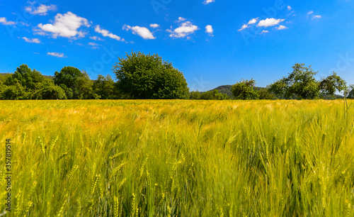 Kornfeld bei Alzenau - Hahnenkamm  Spessart 