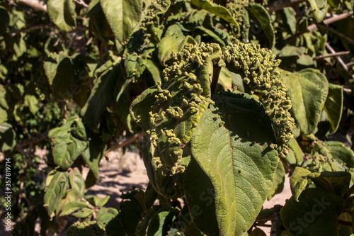 Wild medlar leaves (Vangueria infausta) with green leaf galls growing photo