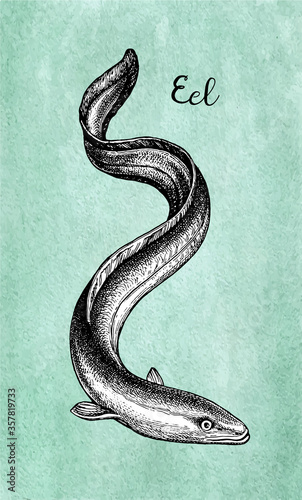 Ink sketch of japanese eel