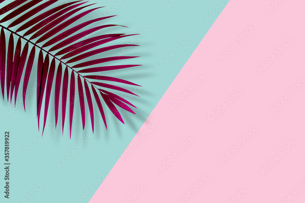 Fototapeta top view of tropical palm leaf on blue and pink color background. minimal summer concept. flat lay