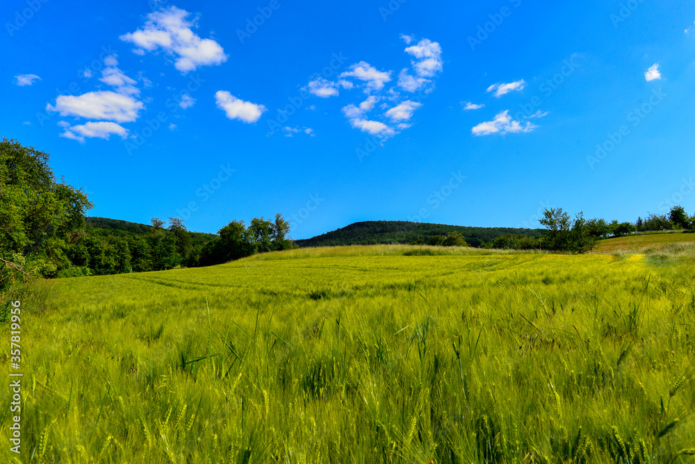 Obraz premium Kornfeld bei Alzenau - Hahnenkamm (Spessart)