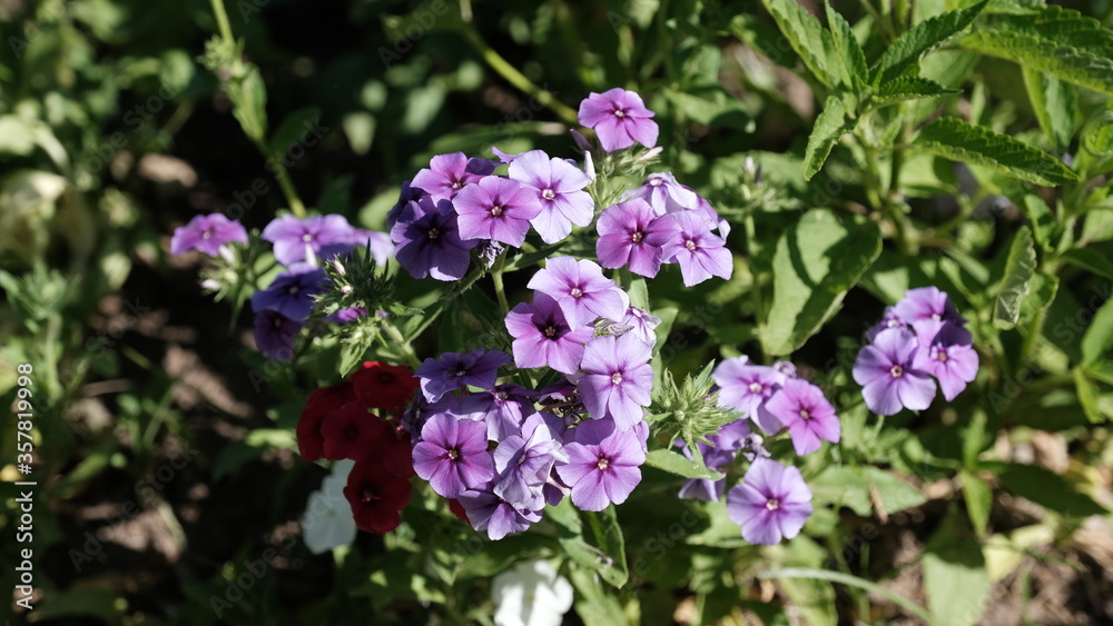 Defocused floral background for web design.
Bright flowers in a city park
Defocused floral background for web design.
Bright flowers in a city park
