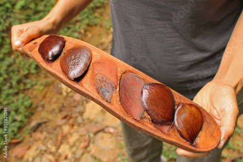 Foto Giant seeds of Pentaclethra macrophylla, a genus of flowering plants in the legu