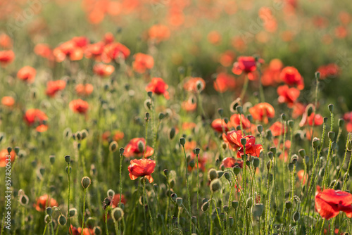 field of red poppies © Hanna