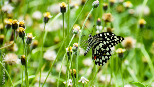 Canvas Print Papilio demoleus or Lime butterfly