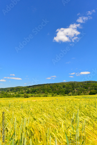 Kornfeld bei Alzenau - Hahnenkamm  Spessart 