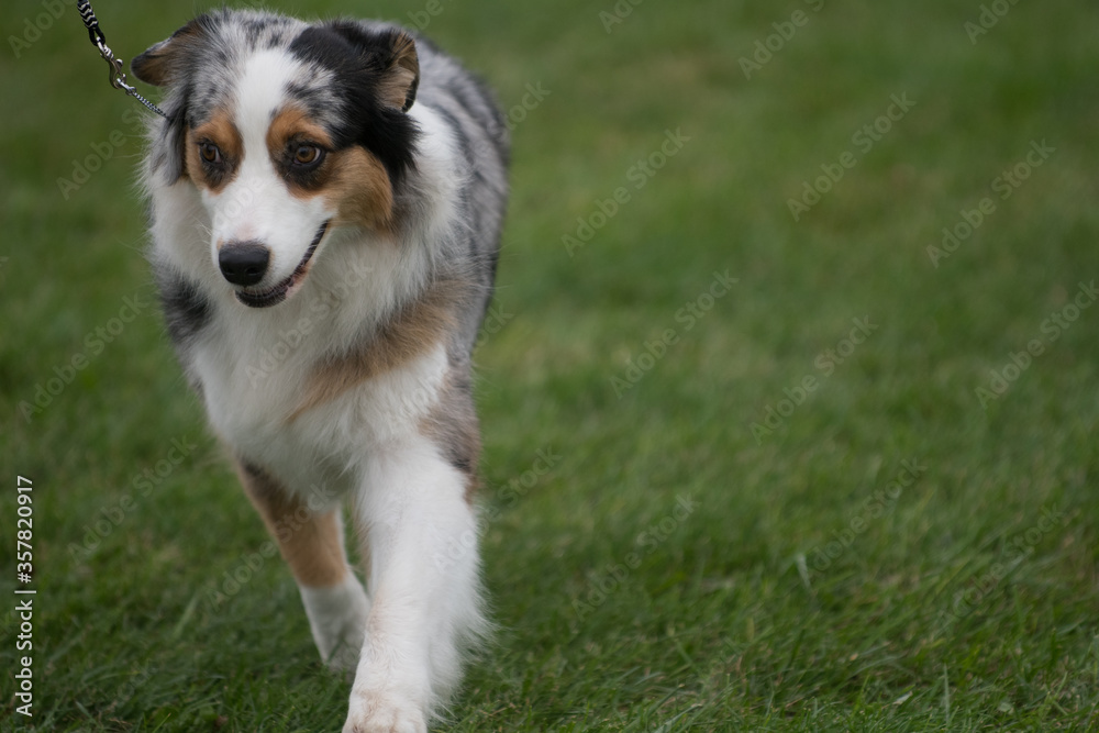 Miniature American Shepherd