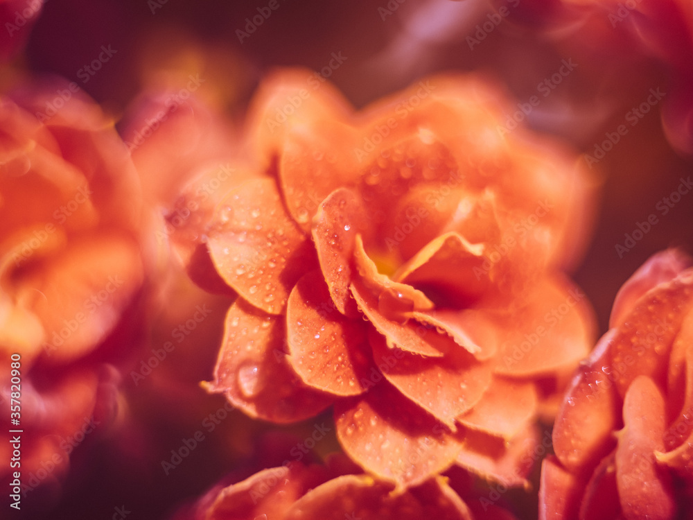Abstract background of flowers called decorative cabbage. Abstract background of flowers called decorative cabbage.