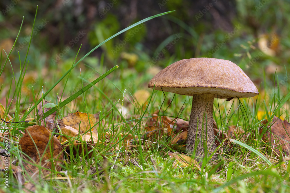 Orange birch bolete Orange birch bolete