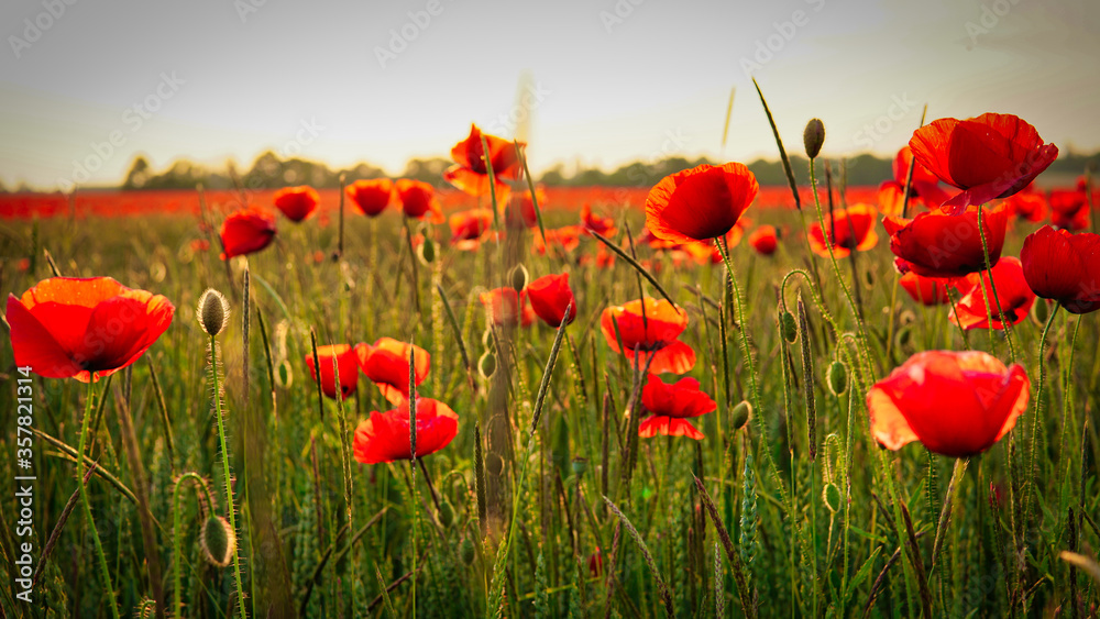 Fototapeta premium Poppy field near Leipzig
