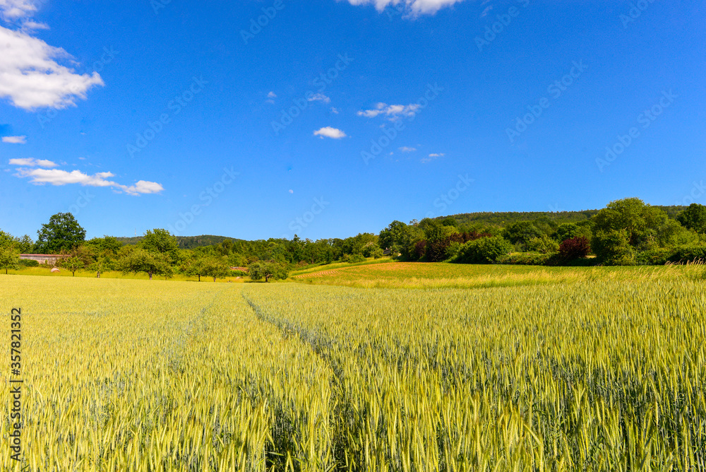 Kornfeld bei Alzenau - Hahnenkamm (Spessart) Kornfeld bei Alzenau - Hahnenkamm (Spessart)