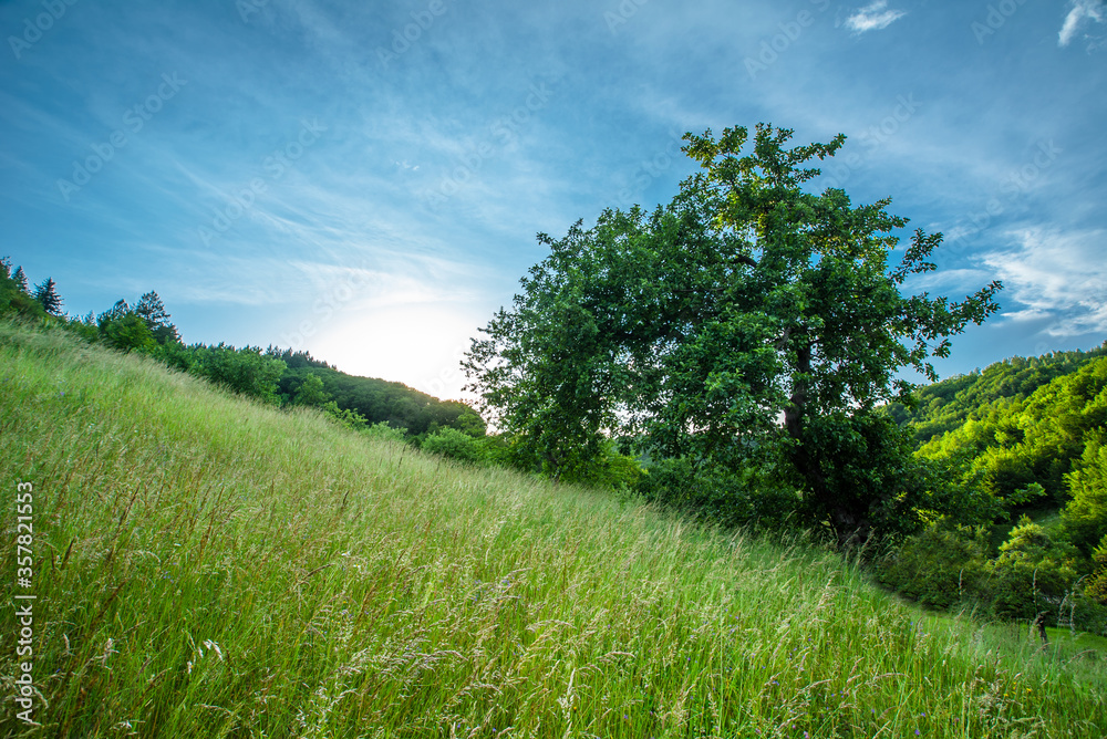 beautiful rural landscape of mountainous terrain. glade with tall grass and a large old tree on a background of sunny deep sky.