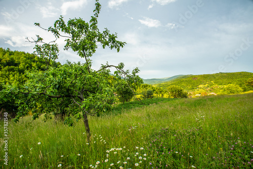 beautiful rural landscape of mountainous terrain. Small apple tree on a background of mountains and blue sky.