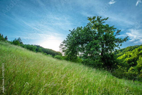 beautiful rural landscape of mountainous terrain. glade with tall grass and a large old tree on a background of sunny deep sky.