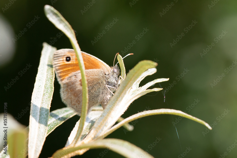 Fototapeta premium Schmetterling