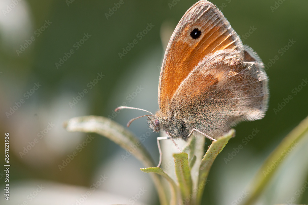 Schmetterling Schmetterling