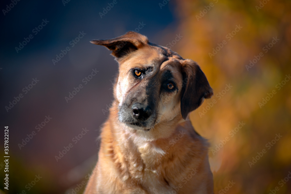 Beautiful portrait of a simple dog in nature. Beautiful portrait of a simple dog in nature.