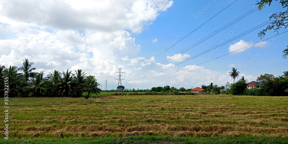 A wide farmer agriculture land of rice plantation farm after harvest season, under beautiful white fluffy cloud formation on vivid blue sky in a sunny day, countryside of Thailand