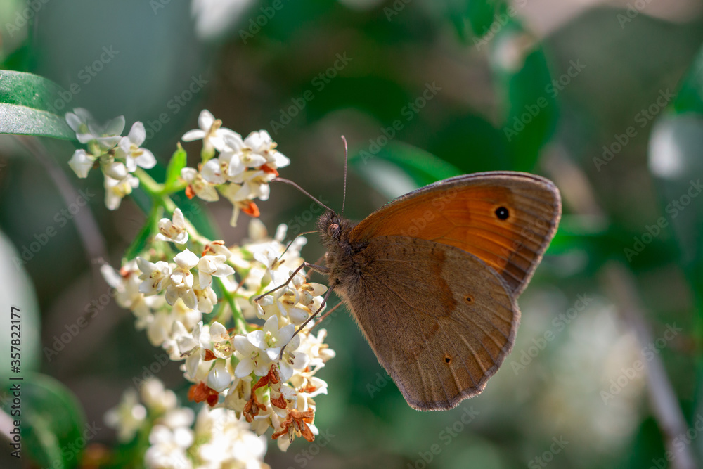 Obraz premium Schmetterling