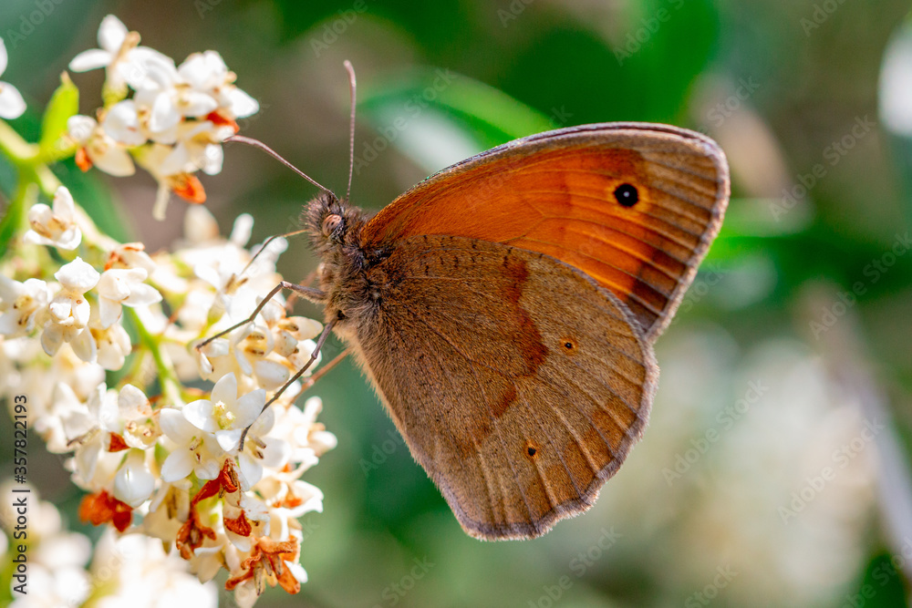 Obraz premium Schmetterling