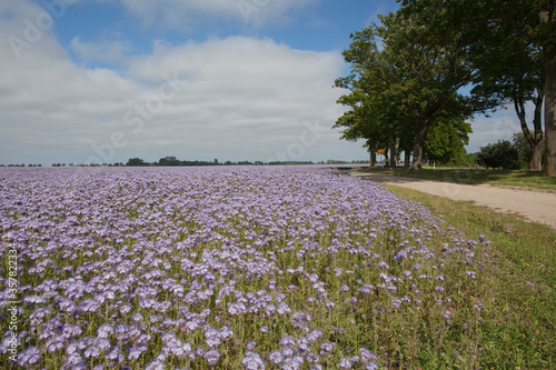 Felder im Frühling Rügen