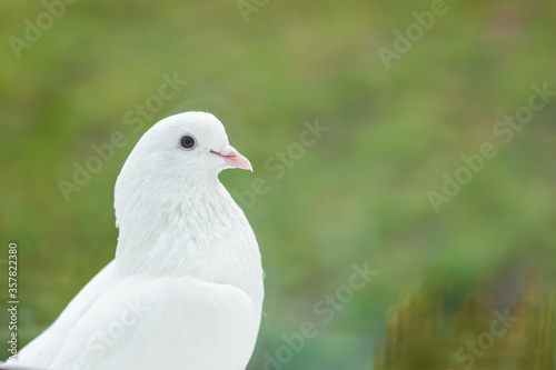 White dove sits on a windowsill outside the window on a background of green grass © Kiryakova Anna