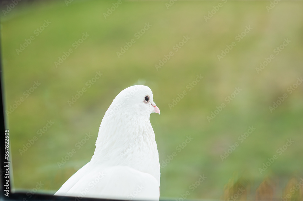 White dove sits on a windowsill outside the window on a background of green grass White dove sits on a windowsill outside the window on a background of green grass