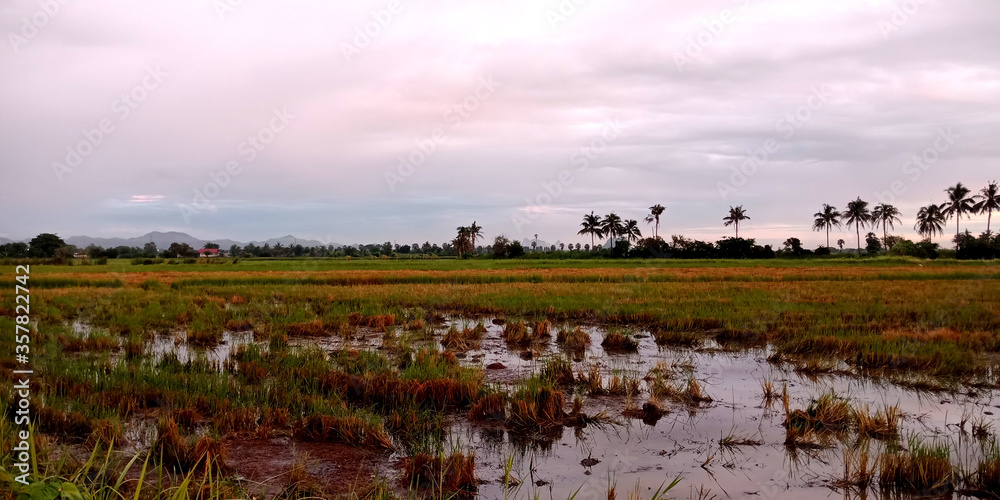 Evening atmosphere of rice fields after harvest