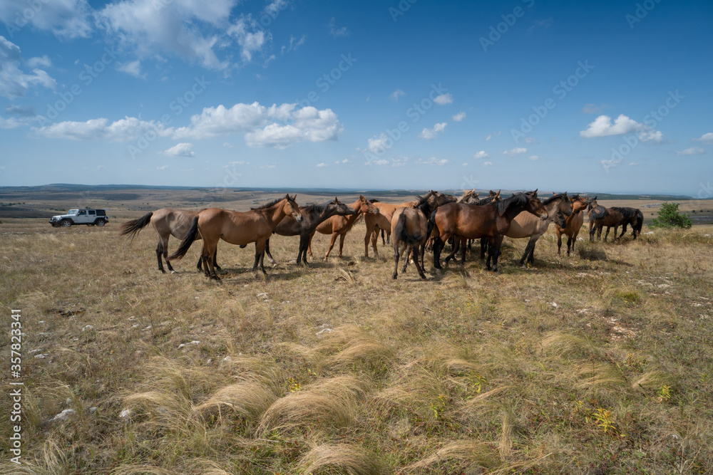 herd of horses and jeep wrangler rubicon