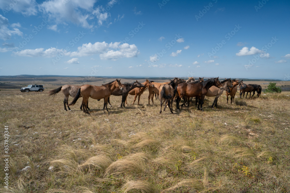 Fototapeta premium herd of horses and jeep wrangler rubicon