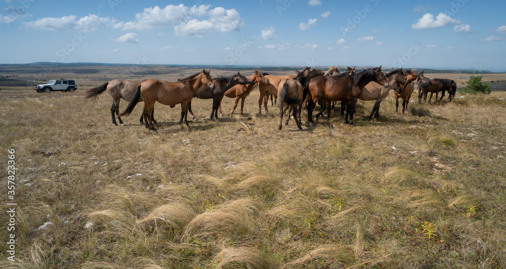 herd of horses and Jeep Wrangler Rubicon in the field