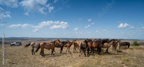 herd of horses and jeep wrangler in the field