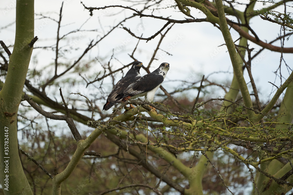 Augur buzzard Couple Buteo augurarge African bird of prey with catch eastern green mamba Dendroaspis angusticeps highly venomous snake Augur buzzard Couple Buteo augurarge African bird of prey with catch eastern green mamba Dendroaspis angusticeps highly venomous snake