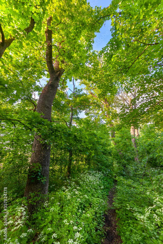 Fototapeta premium Summer landscape with footpath in morning forest