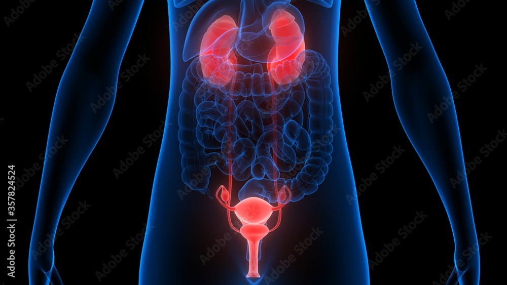 Female Reproductive System with Nervous System and Urinary Bladder