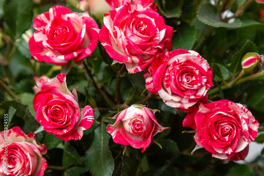 Bouquet of red and white roses. Beautiful rose background