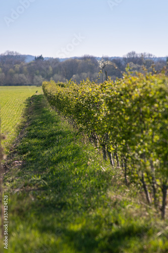 Vines of an orchard on the edge of the field.