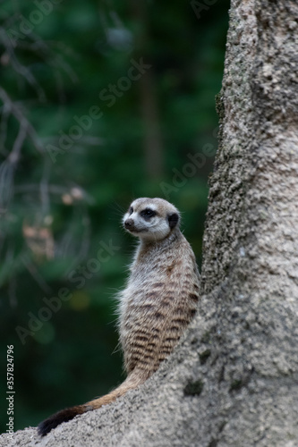 Close up of a meerkat in an animal park in Germany