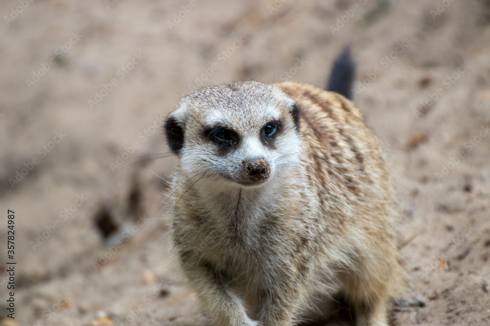 Fototapeta premium Close up of a meerkat in an animal park in Germany