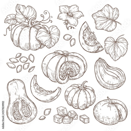 Sketch set of pumpkins with slices, leaves, flowers and seeds. Vector illustration on a white background.