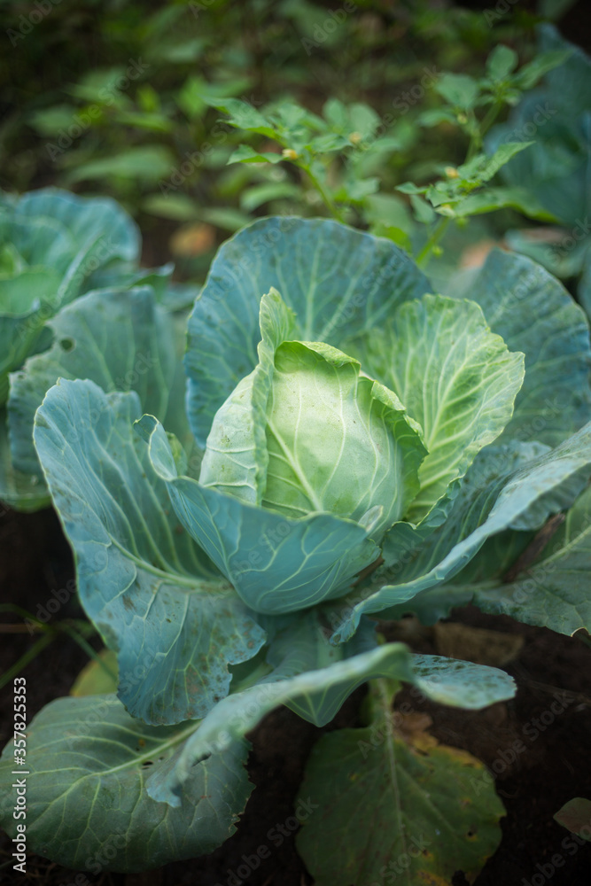 Cabbage Growing In Garden Farm. Close up with Soft Focus. Organic Farming.