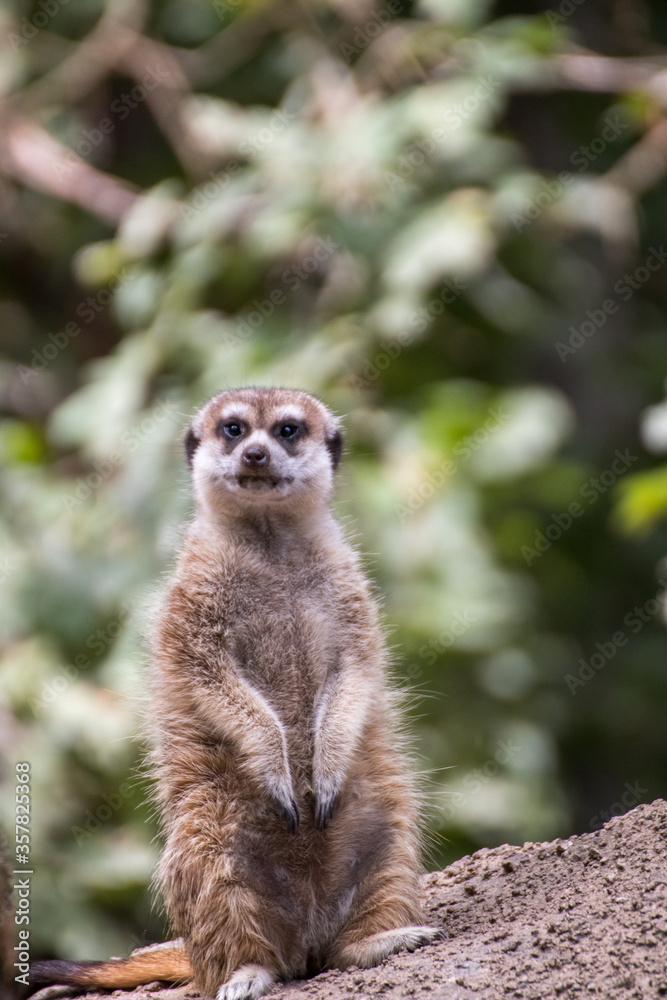 Close up of a meerkat in an animal park in Germany Close up of a meerkat in an animal park in Germany