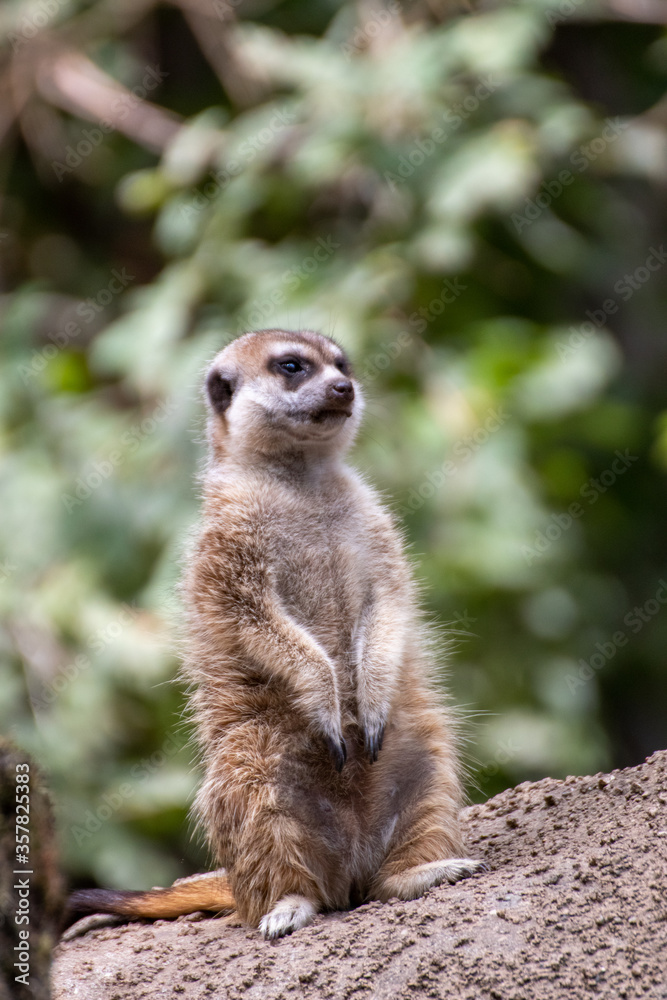 Close up of a meerkat in an animal park in Germany Close up of a meerkat in an animal park in Germany