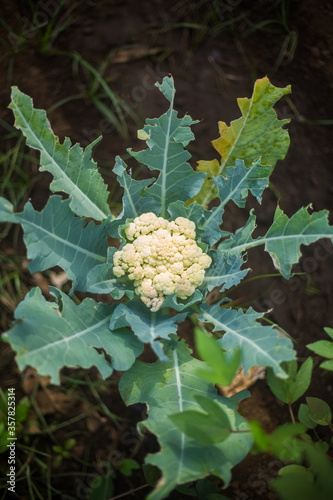 Cauliflower Growing In Garden Farm. Close up with Soft Focus. Organic Farming.