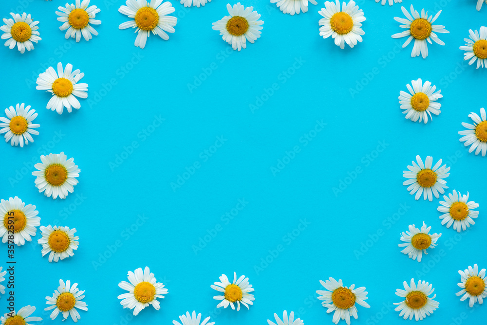 Fototapeta premium Daisy pattern. Frame from summer chamomile flowers on blue background. Flat lay. Top view.
